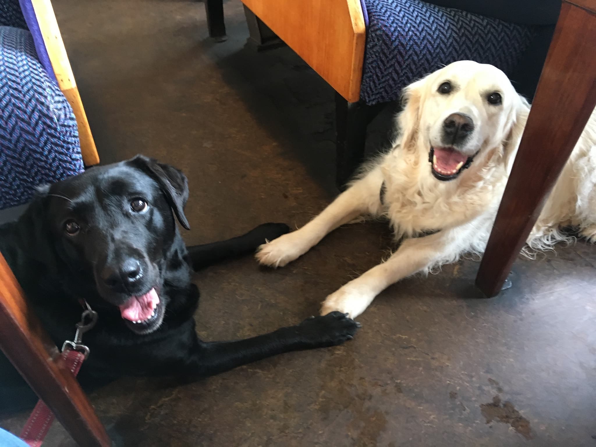 Mila and friend โ the dogs behind Mila Map