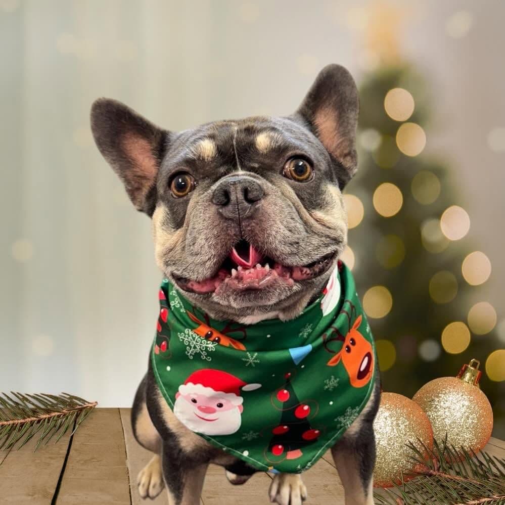 Photo of Buzzpup Pet Groomer