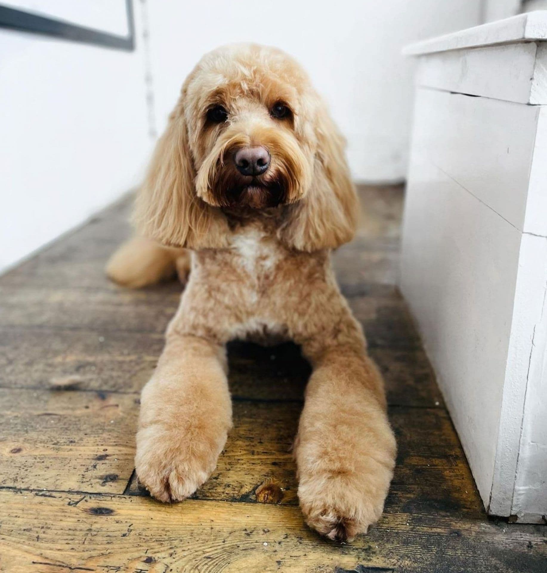 Photo of Barkshear Dog Grooming